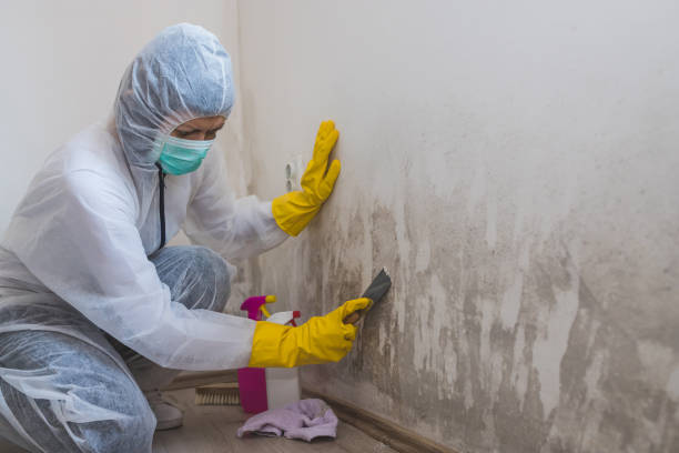 Best Black Mold Removal  in Lakewood, IL
