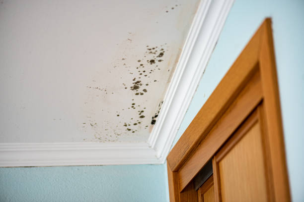 Mold Testing and Removal in Lakewood, IL