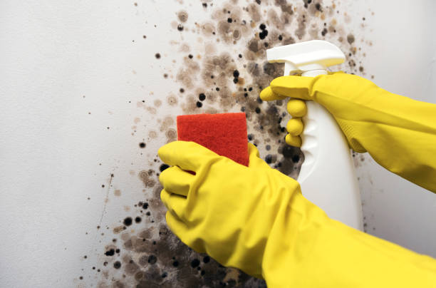 Professional Mold Removal in Lakewood, IL