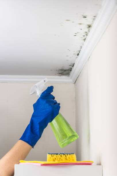 Best Toxic Mold Removal  in Lakewood, IL