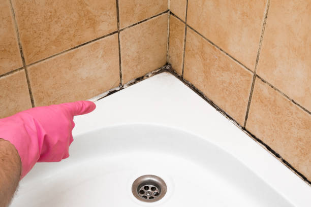 Best Mold Damage Repair  in Lakewood, IL